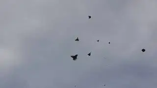 Николаевские голуби. г.Терновка 135.