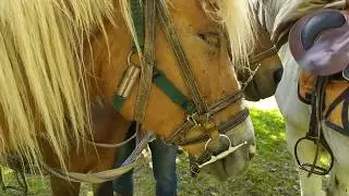 Конная школа. Промо-ролик