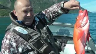 морской окунь