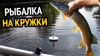 ЗАБЫТОЕ ОЗЕРО!!! РЫБАЛКА НА КРУЖКИ!!! ГОЛОДНАЯ ЩУКА РЕЖЕТ ЖИВЦА!!!