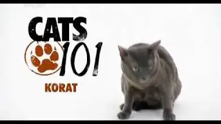 Корат 101kote.ru Korat 101cats