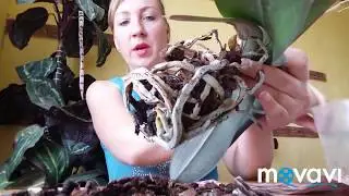 Как правильно пересаживать орхидеи | Пересадка фаленопсиса легко