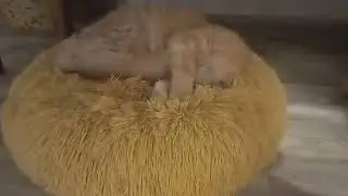 Не прошло и года ,прежде чем  кот полюбил ...