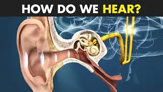 How Ear Works? | The Process Of Hearing (3D Animation)