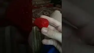 моя первая клубника