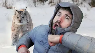 Охотится ли рысь на людей?