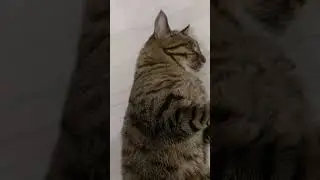 Придумал змеиную кошку #shorts #кот #юмор #фомина