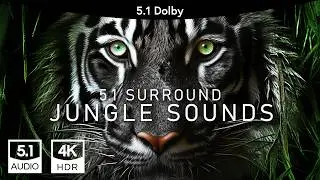 Jungle Sounds | 5.1 Dolby Surround | 4K 2024 Atmos Sound edition