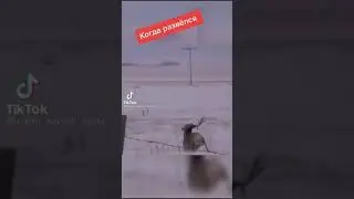 КАК ОЛЕНЬ СКИДЫВАЕТ РОГА⁉️😮😱