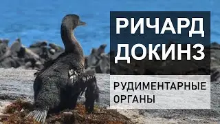Ричард Докинз - Рудиментарные органы. (русская озвучка)