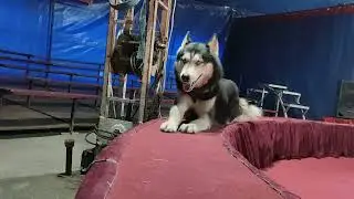 Работа в цирке