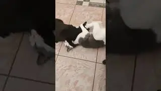 Tom, the fake #british shorthair #cat, fighting against Zorro, the #black cat