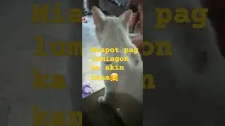 Pusang gala#whitecat #cute #bravecat #shorts #mia