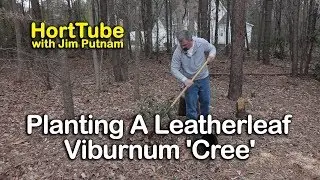 Planting A White Flowering Leatherleaf Viburnum 'Cree'