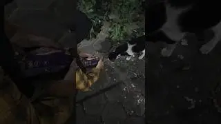 Anbul kedai. #shorts #cat #komonitaskucing #sayangikucing #kitten #catcat #catlover #kucing