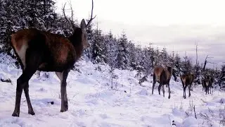Jelene, rys ostrovid, diviaky a líšky-Volovské vrchy, tetrao S308