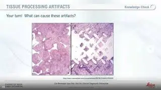 Lessons From The Laboratory: Optimizing Your Tissue Processing