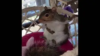 So Excited 😑 ..... 🐿️🐿️