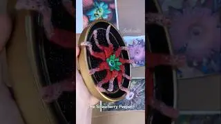 👀 The strawberry peeper 🛸🍓🐙
