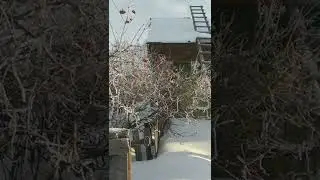 зимнее утро в деревне