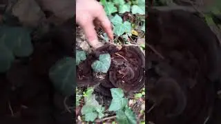 Wild mushrooms, you can dye clothing with. #wildmushroomhunting #mushroomhunting