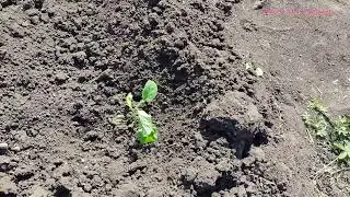 Сажаю мартовскую рассаду в июне!