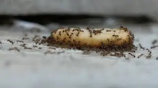 Feeding Ants a Cracker / Free Stock Footage (1080p)