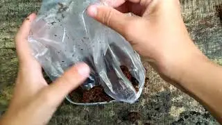How to grow beans | Bean  time lapse
