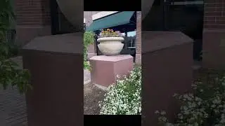 Las Mejor Combinación de Flores