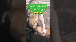 д -друзья )