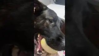 When your dog never begs for food when you eat.🐶 But always begs to play!🤪 #doglover #dog #funny