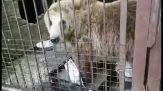 Пока в основном вольере идёт уборка Матрёшка помогает моет посуду