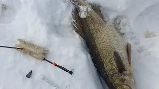 Zander fishing with film. Zelenogorsk, February 16, 2023.