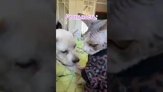 Белый#Корс#самыйопасный#зверь#собака🤣🤣🤣