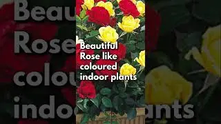 Beautiful Rose like coloured indoor plants 