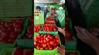 Punganur tomato MSM 🍅🍅 28/09/2024 #punganurtomatomarket #tomato #trending #tomatomarket