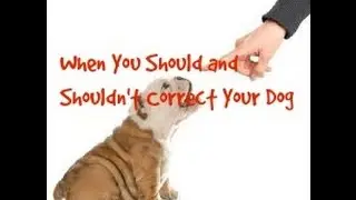 When You Should Correct or Punish Your Dog And When You Shouldn't
