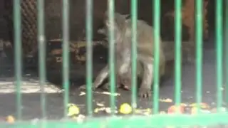 Как я разговариваю с обезьянами;
