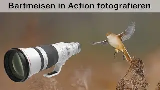 Bartmeisen im Flug fotografieren - Gelingt mir das Foto?