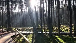 Куршская коса, Танцующий лес