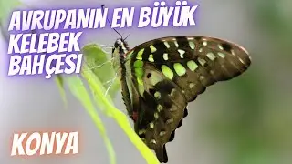TROPİKAL KELEBEK BAHÇESİ | KONYA | [4K]