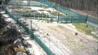 Affen 02 April 2011