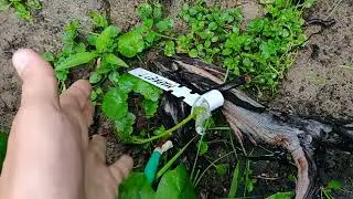 Вынужденная прививка зелёным в зелёное.