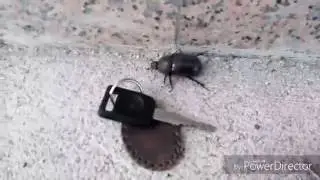 Escarabajo impresionante
