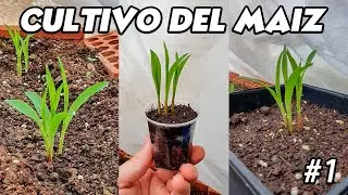 Como Cultivar Maíz De Palomitas 🌽 | 3 Métodos De Cultivo | Parte #1| La Huerta De Alber