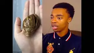 Not the snail......
