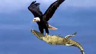best Eagle attacks 2022#bald eagle# eagle attack