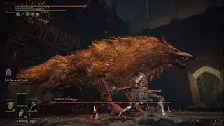 Elden Ring - NG+ Red Wolf of Radagon No Damage | Morning Star Guard Counter Combat Style