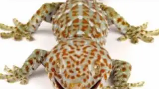 LAGU TEKEK - Terima Kasih TEKEK