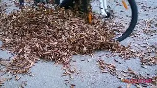 Nature autumn and huawei p30pro slow motion